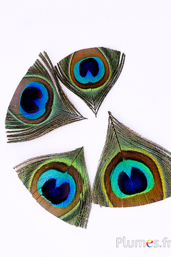 Paon bleu - ocelle - naturel